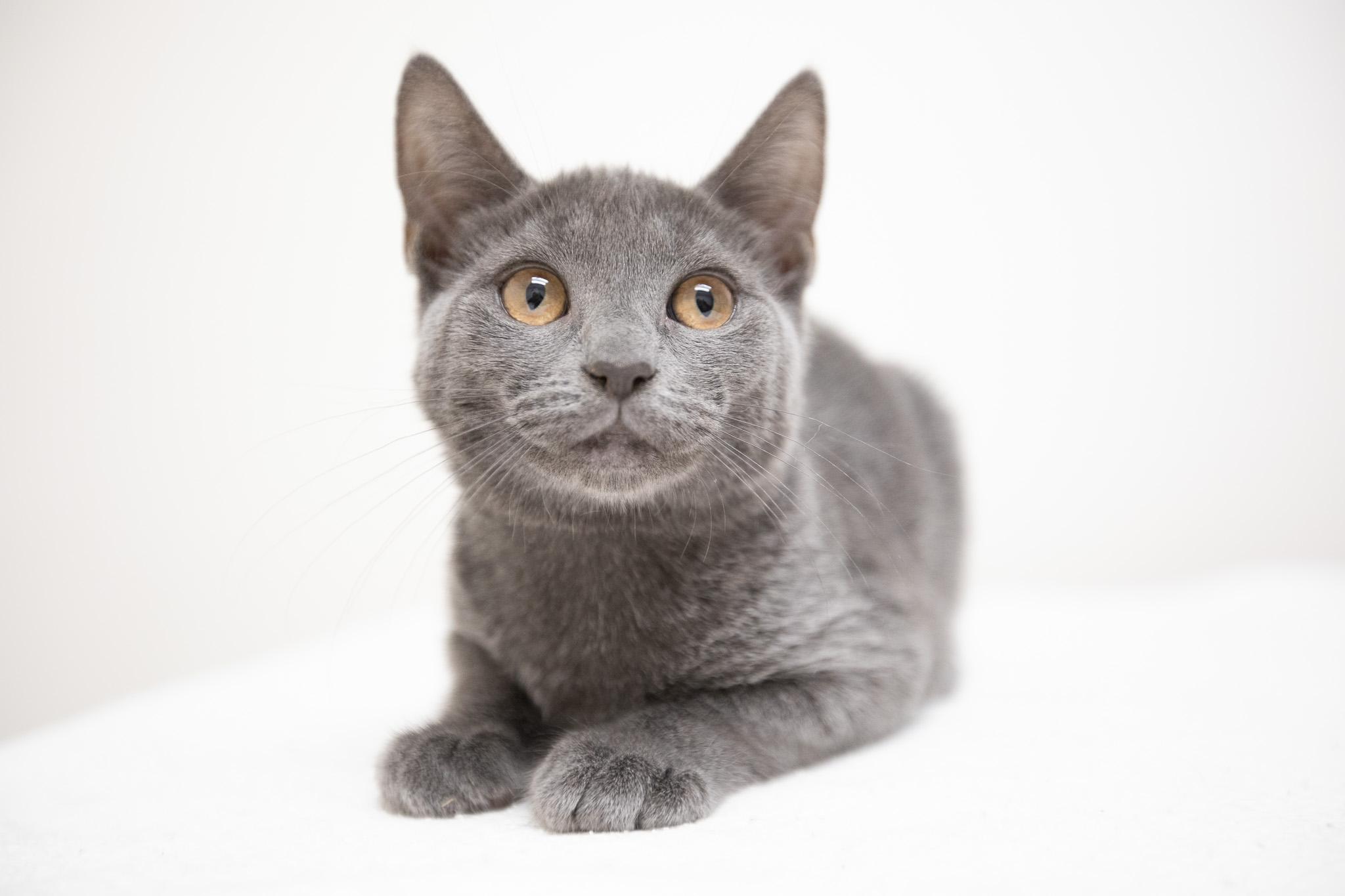 Enlarge Cloud, a Adoptable Domestic Short Hair in Montclair, NJ image 4/5