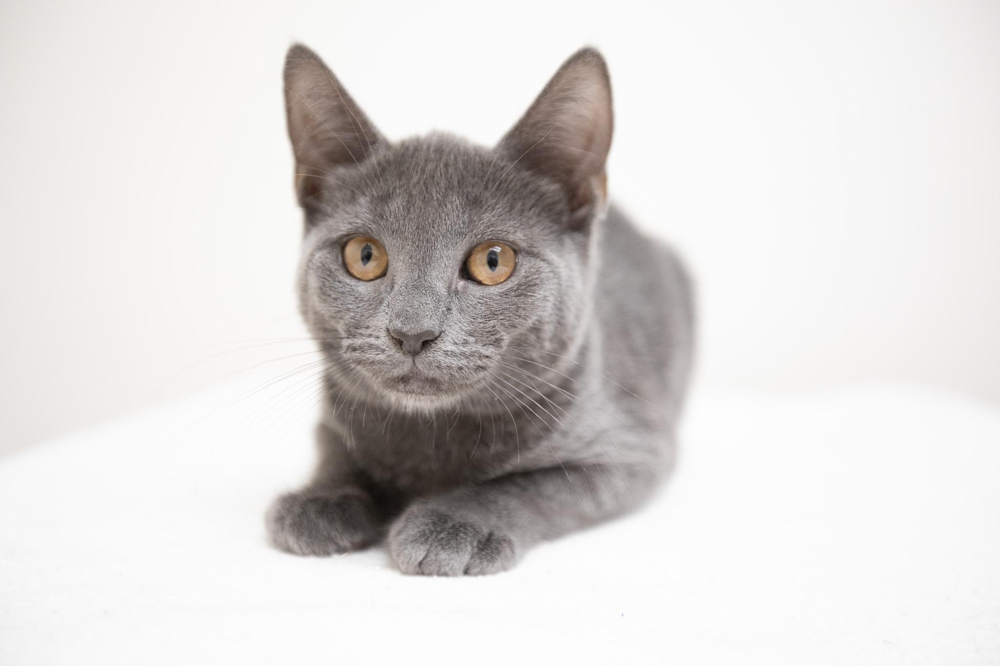 Enlarge Cloud, a Adoptable Domestic Short Hair in Montclair, NJ image 5/5