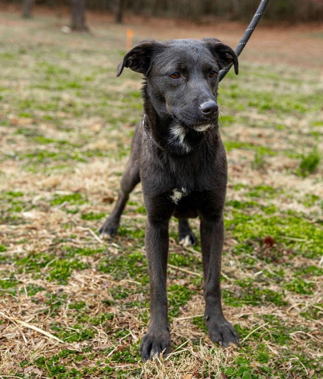 Hershey, Adoptable, Young Female Labrador Retriever & German Shepherd Dog.