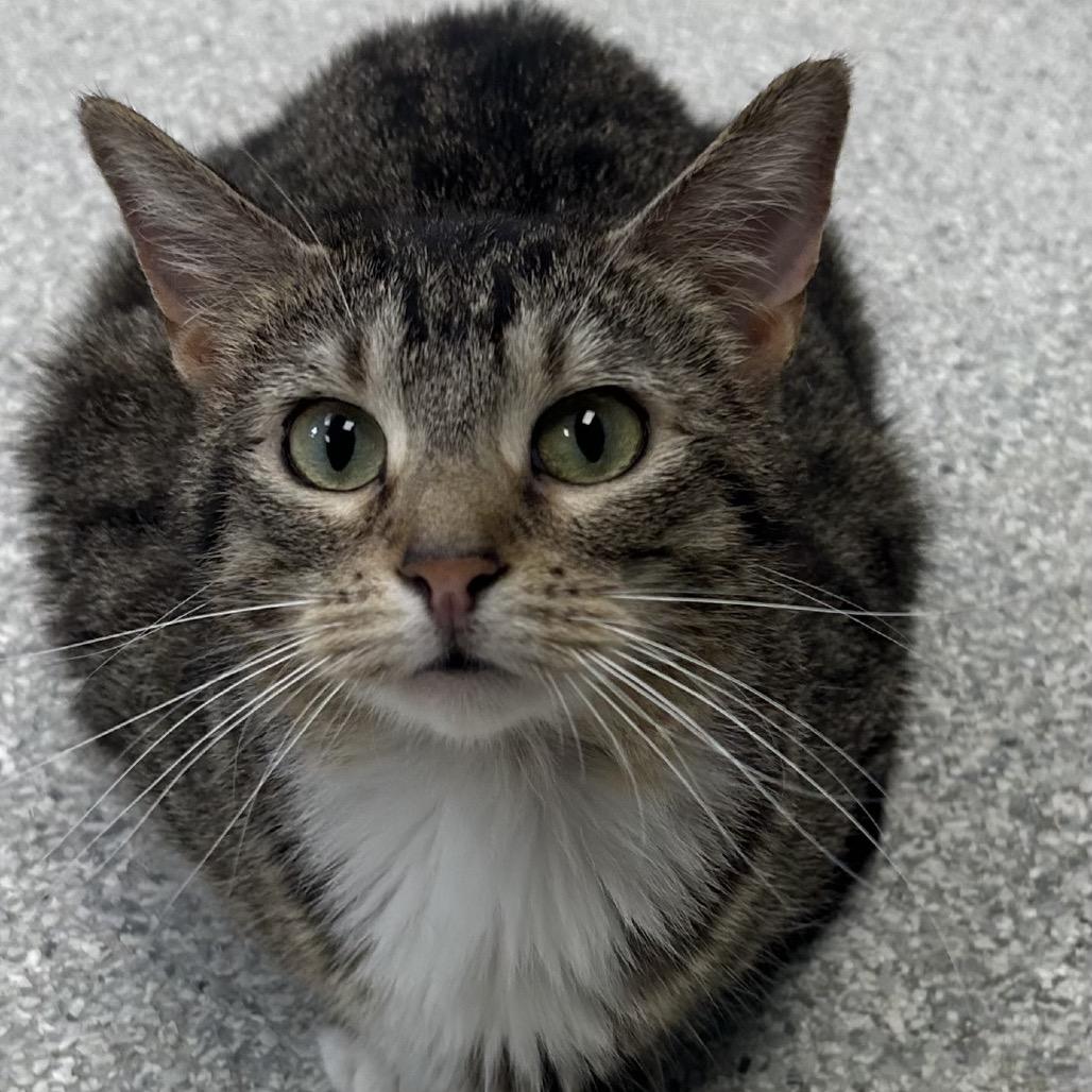 Enlarge Sasha, a Adoptable Domestic Short Hair in Hannibal, MO image 1/2