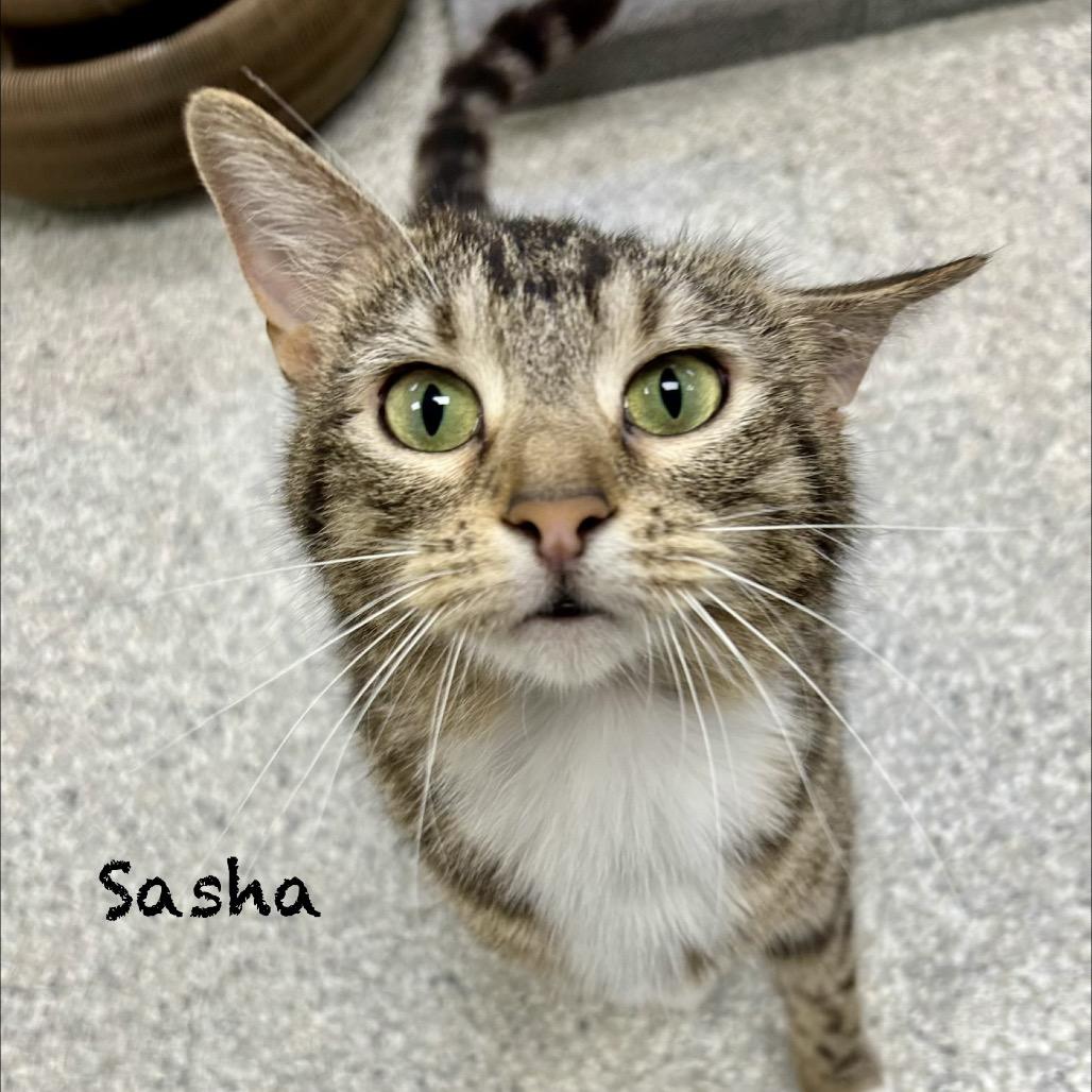 Enlarge Sasha, a Adoptable Domestic Short Hair in Hannibal, MO image 2/2