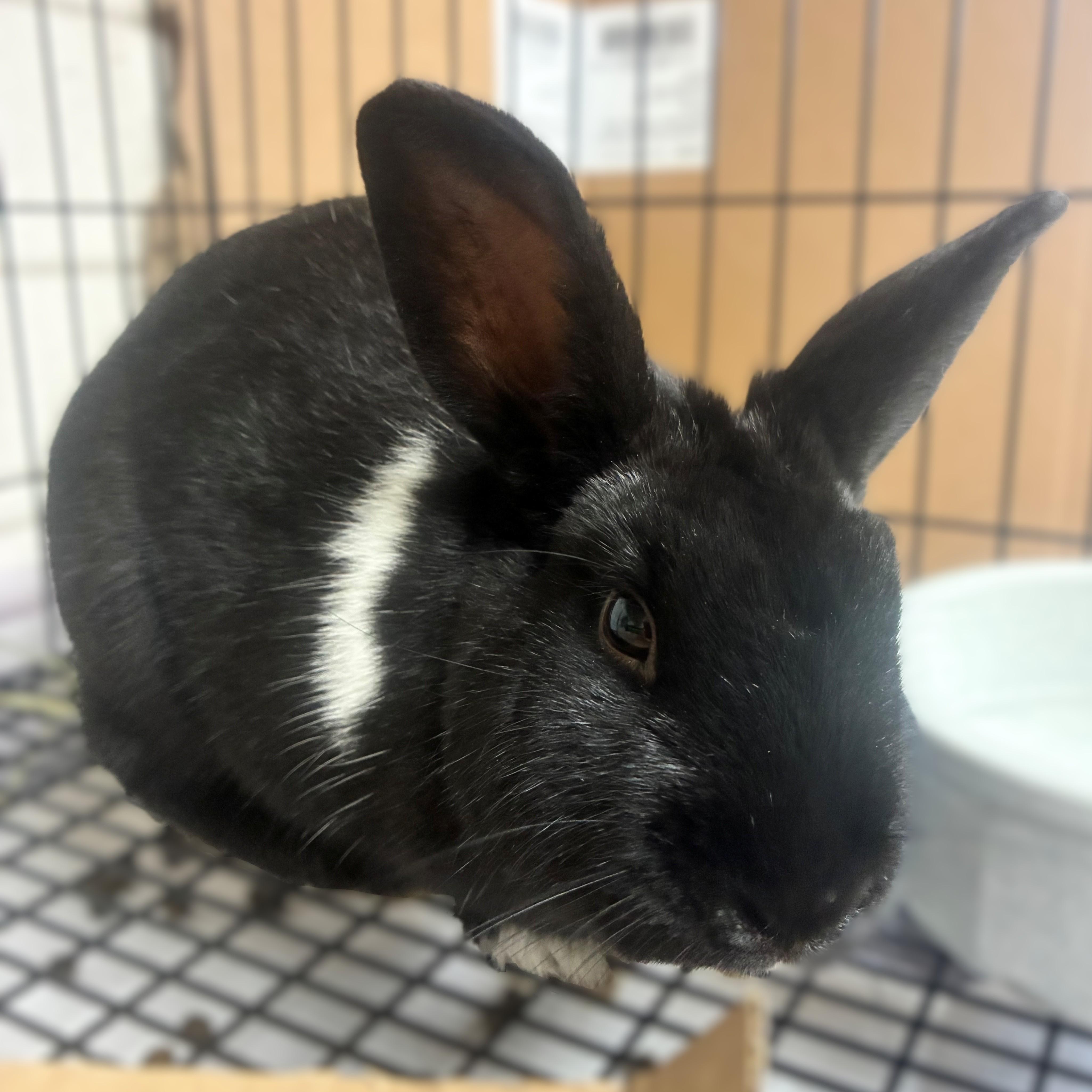 Cowboy-#50693, ADOPTABLE, Young Male Havana.