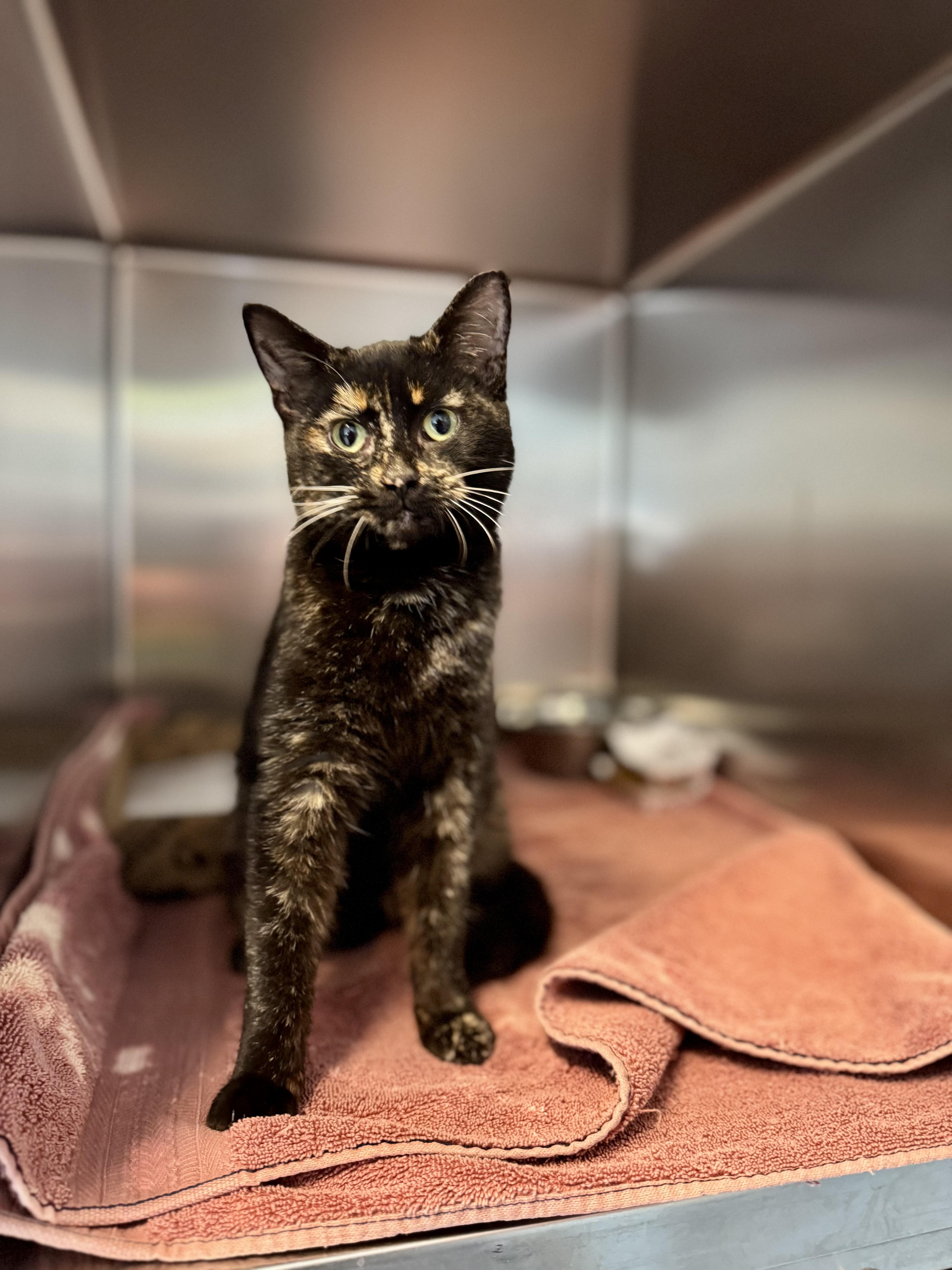 Lil Debbie, Adoptable, Kitten Female Domestic Short Hair.