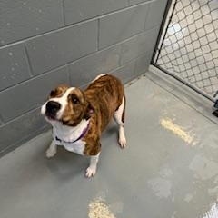 STORMY, Adopted, Adult Female Pit Bull Terrier.