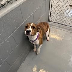 STORMY, a Adopted Pit Bull Terrier in Columbus, MS image 2/5