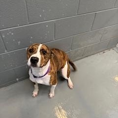 STORMY, a Adopted Pit Bull Terrier in Columbus, MS image 3/5