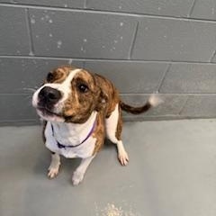 STORMY, a Adopted Pit Bull Terrier in Columbus, MS image 4/5