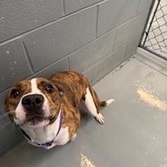 STORMY, a Adopted Pit Bull Terrier in Columbus, MS image 5/5