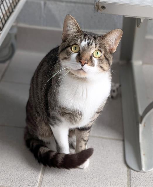 Enlarge SCRAPPY, a Adoptable Domestic Short Hair in Canfield, OH image 1/1
