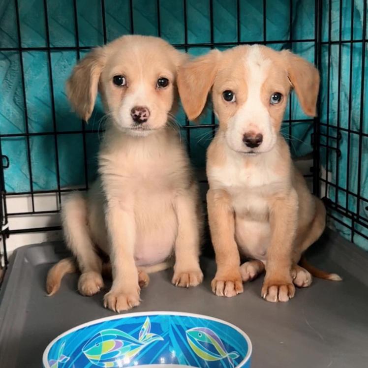 Gentilly, Adoptable, Puppy Male Australian Shepherd & Brittany Spaniel.
