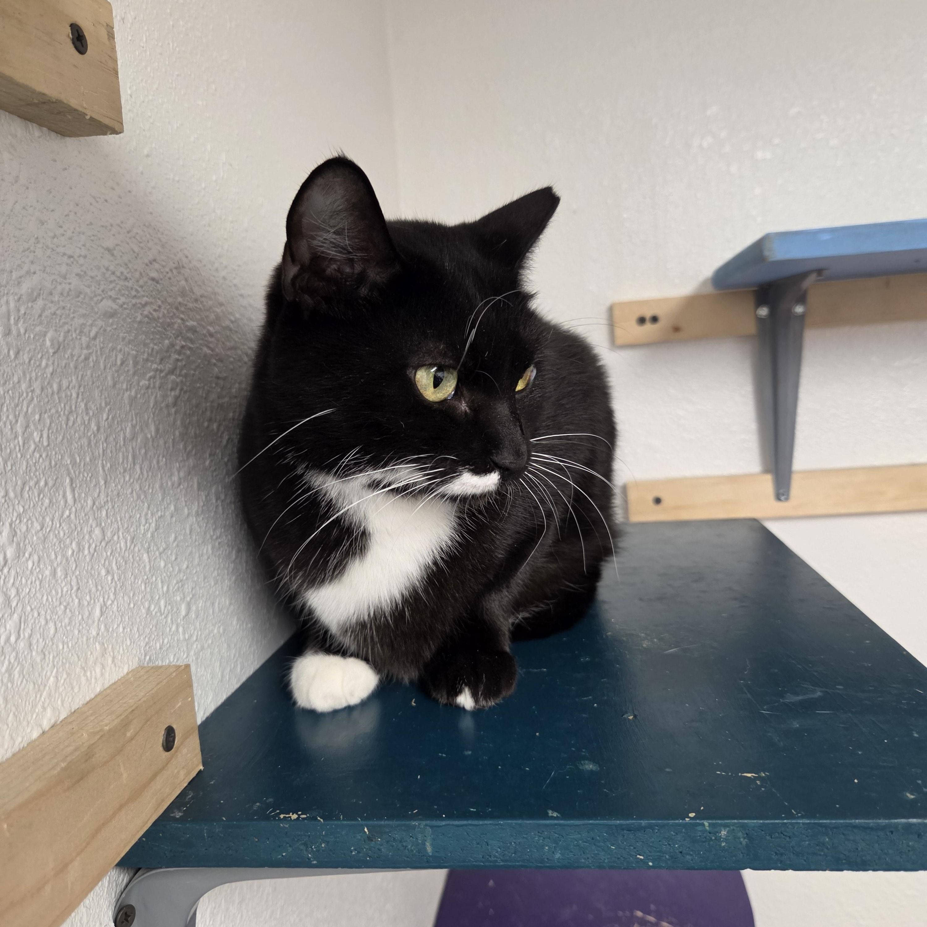 Enlarge Ziggy, a Adoptable Domestic Short Hair in Yarnell, AZ image 2/2