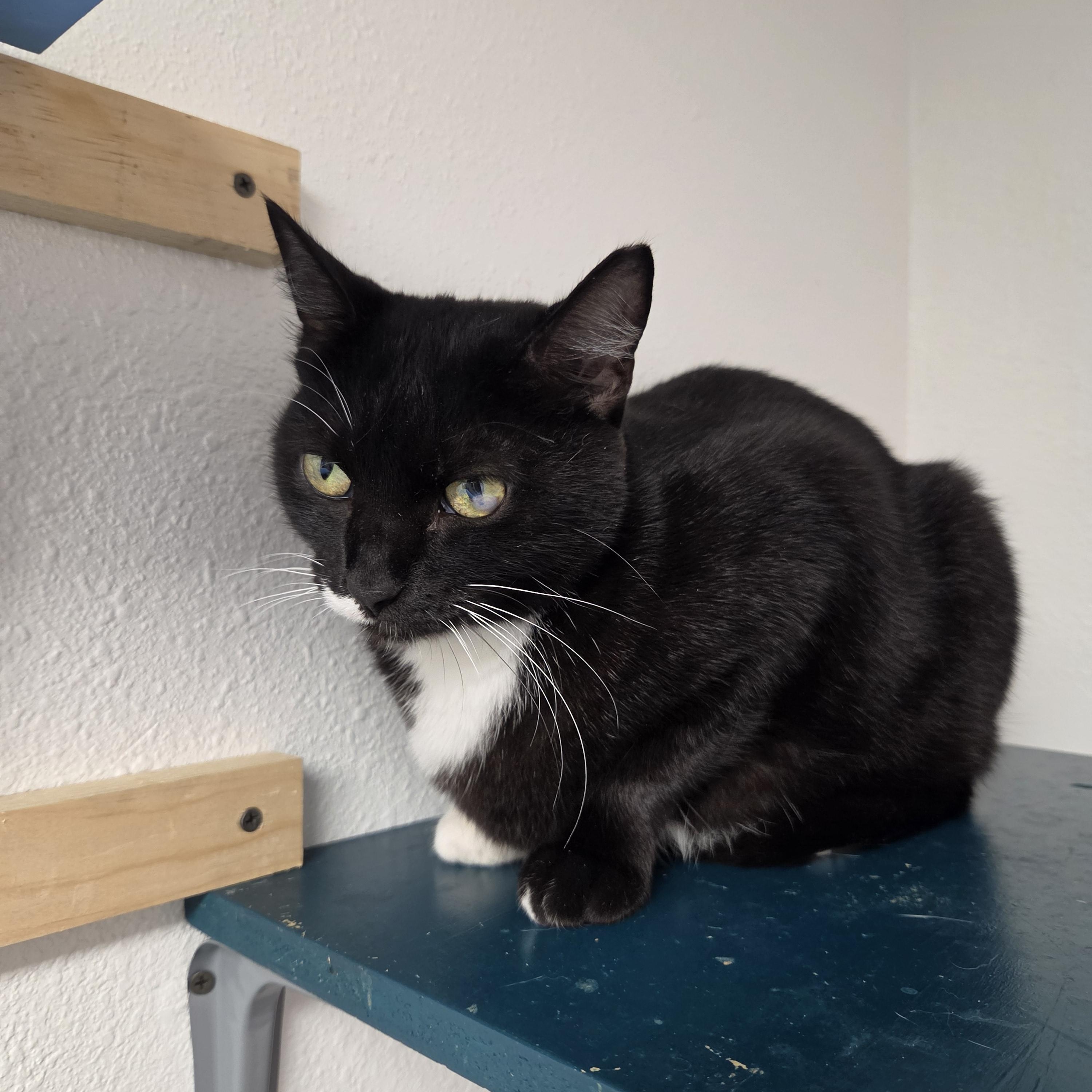 Ziggy, Adoptable, Adult Female Domestic Short Hair.