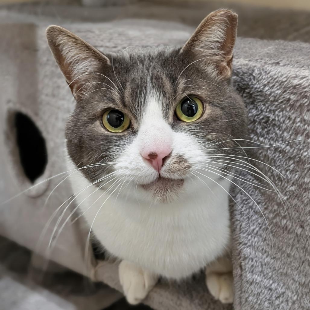 Hammond — thumbnail 2