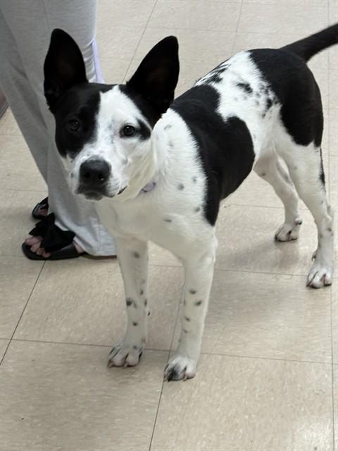 Enlarge DALIA, a Adoptable mixed breed in Killeen, TX image 1/1