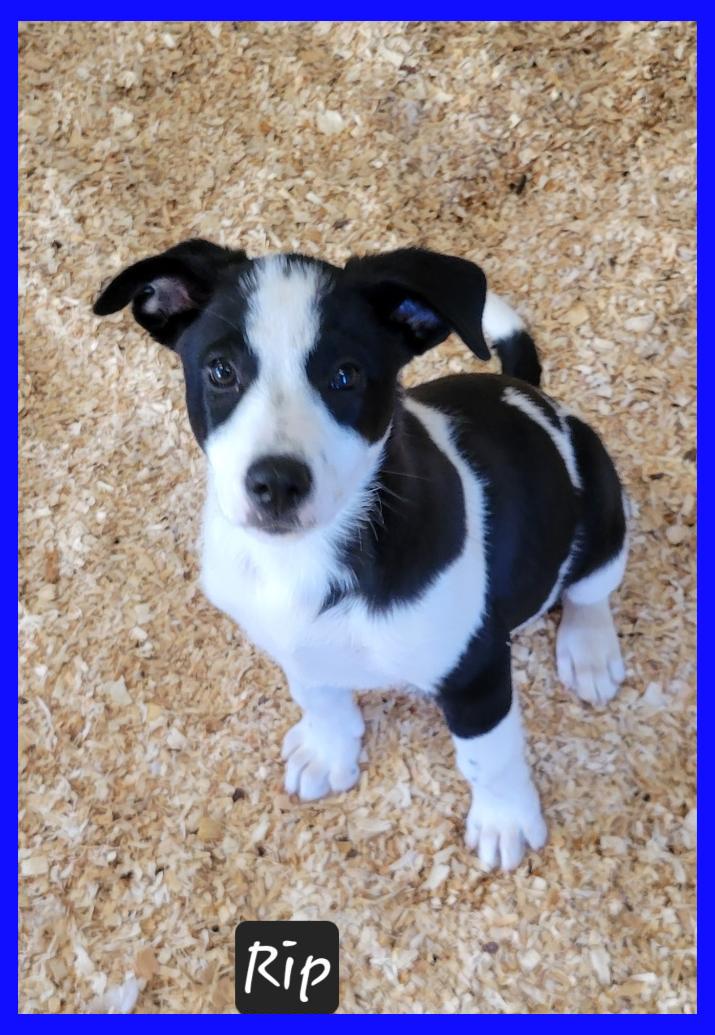 Enlarge Rip, a Adoptable mixed breed in Granbury, TX image 1/1