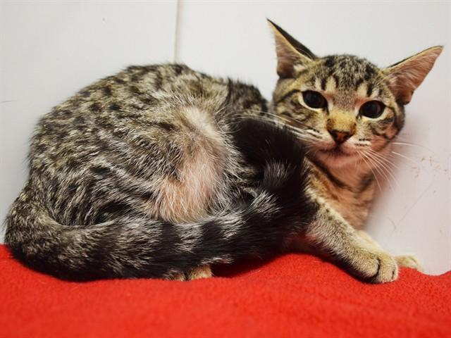 SARASA, Adoptable, Kitten Female Domestic Short Hair.