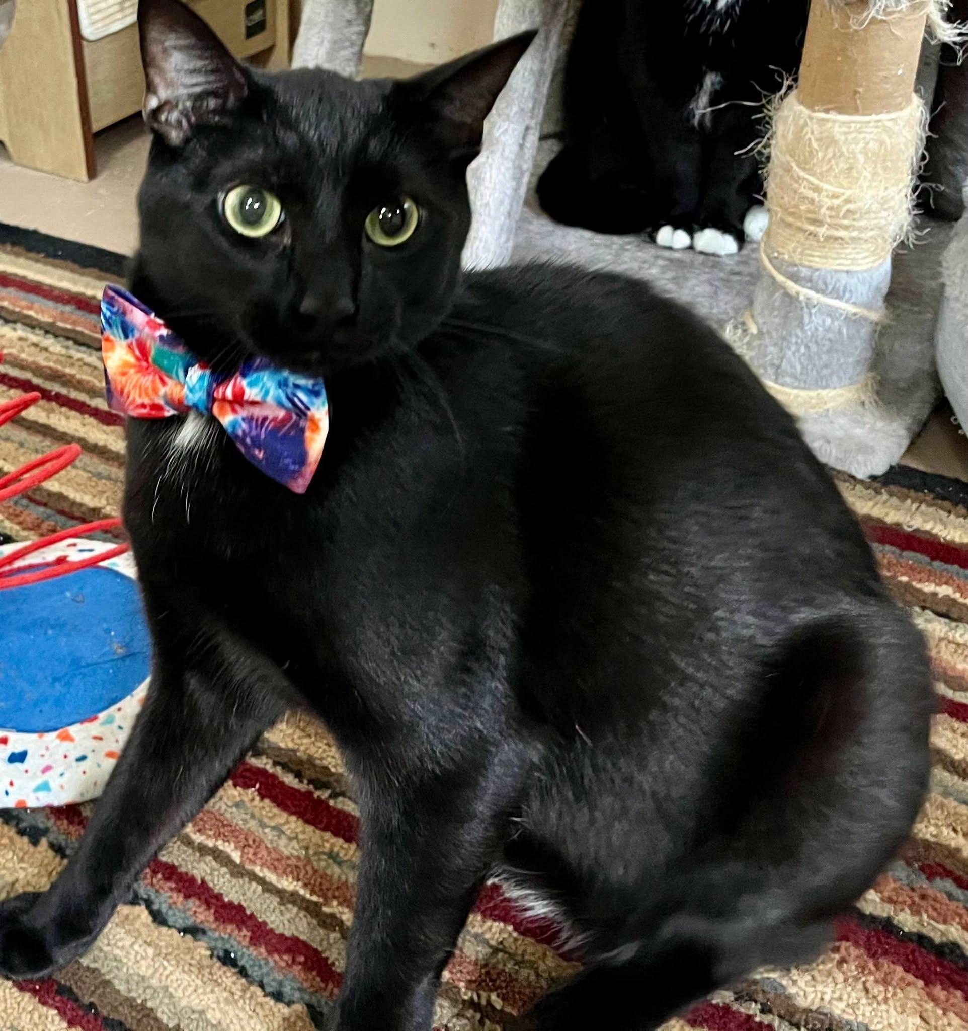 Hershey, Adoptable, Young Male Domestic Short Hair.