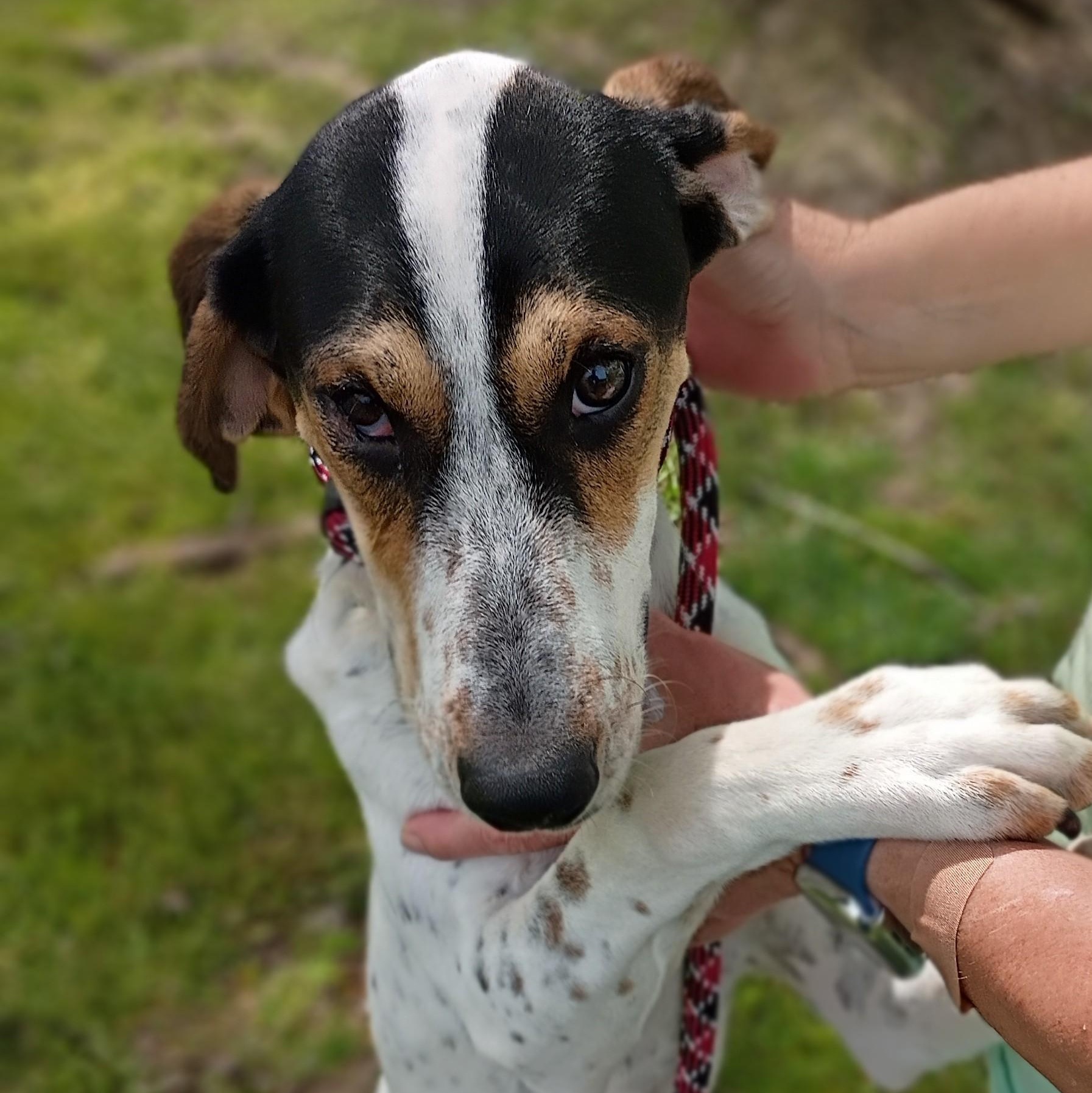 Enlarge Dottie, a ADOPTABLE mixed breed in Maynardville, TN image 2/2