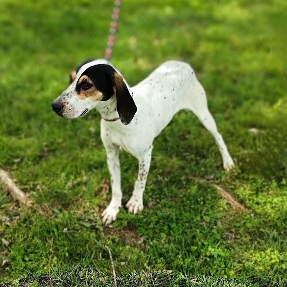Dottie, ADOPTABLE, Young Female Coonhound.