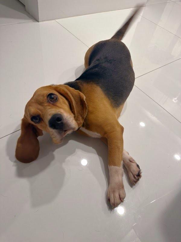 Mojo Jojo, an adopted Beagle in Miami, FL image 3/4