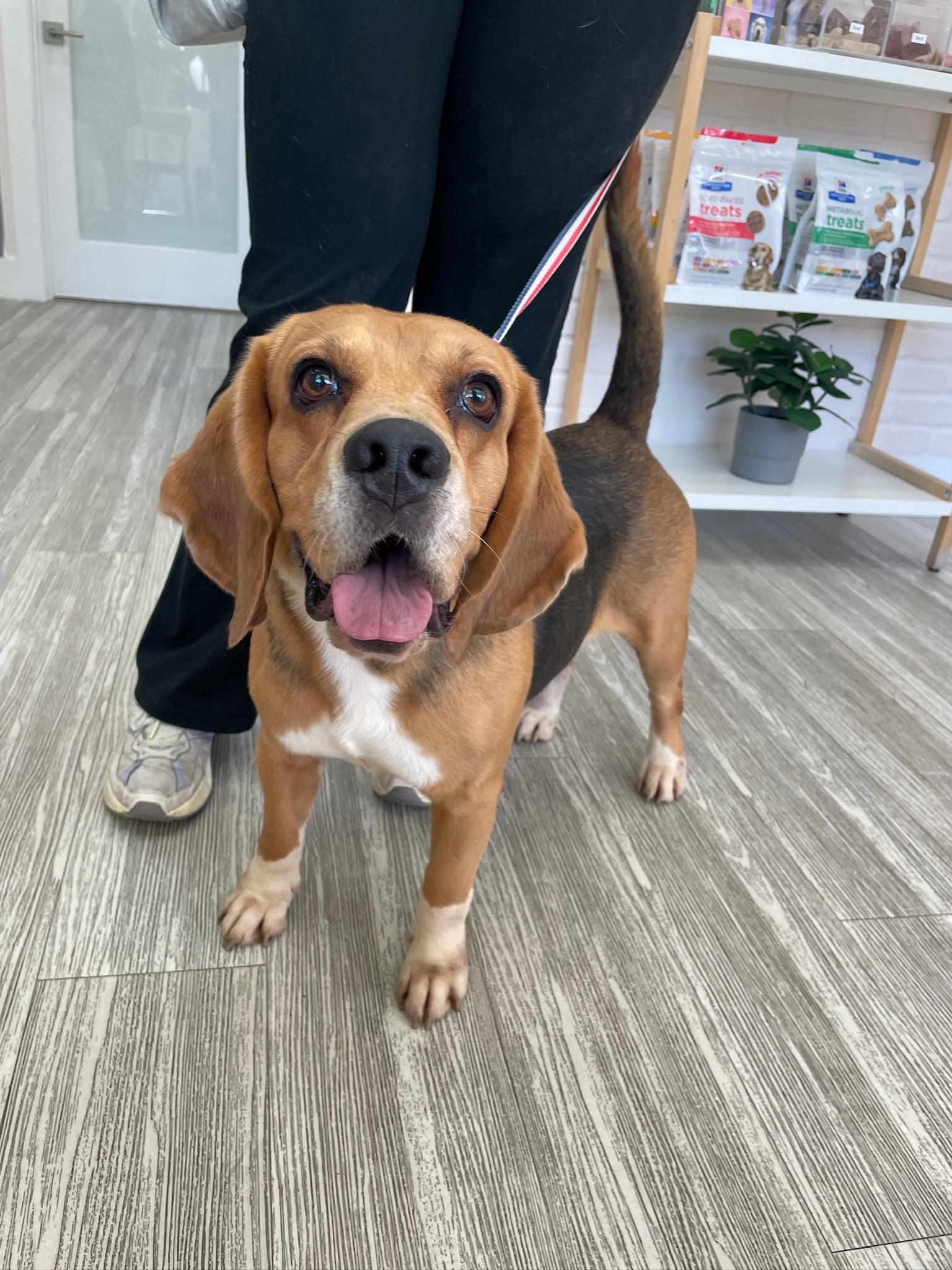Mojo Jojo, adopted, Young Male Beagle.