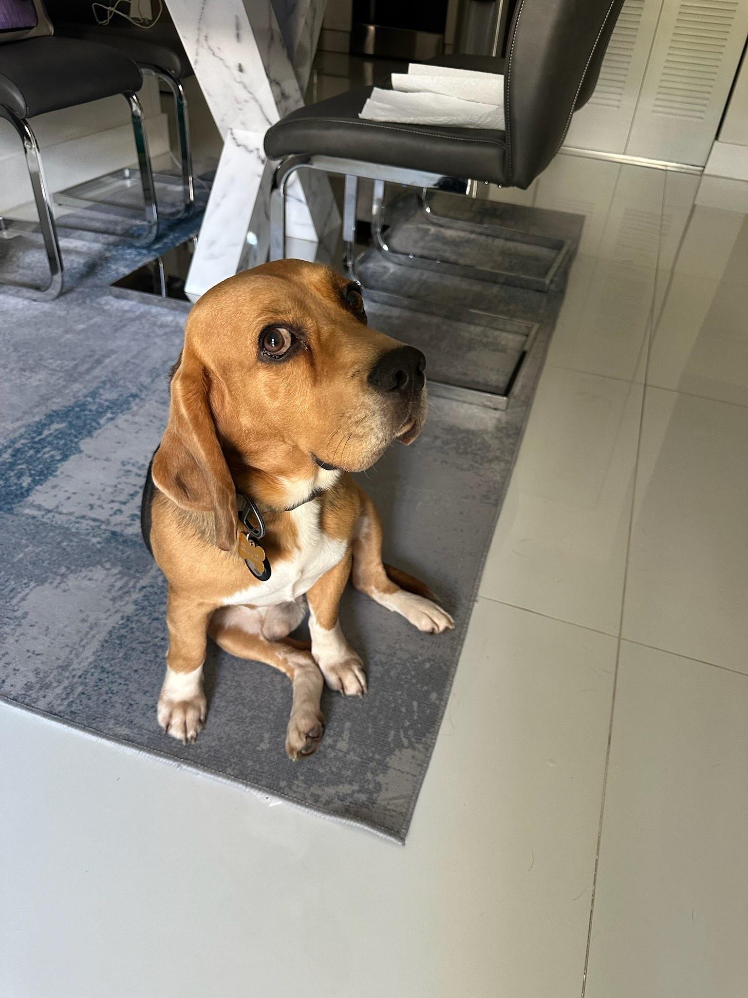 Mojo Jojo, an adopted Beagle in Miami, FL image 2/4