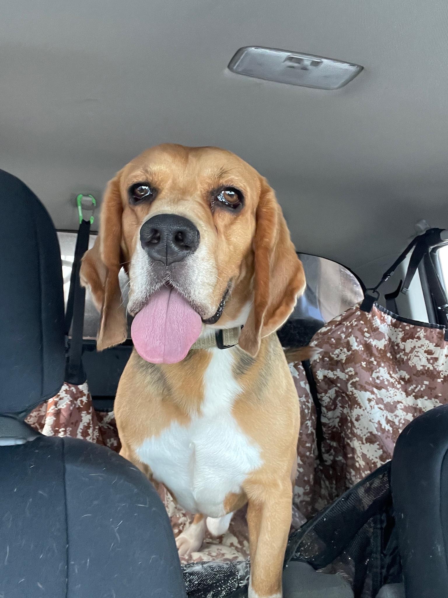 Mojo Jojo, an adopted Beagle in Miami, FL image 4/4