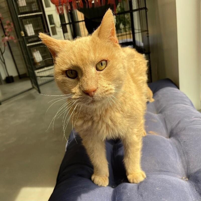 Enlarge Zack, a Adoptable Domestic Short Hair in Roanoke, VA image 1/4