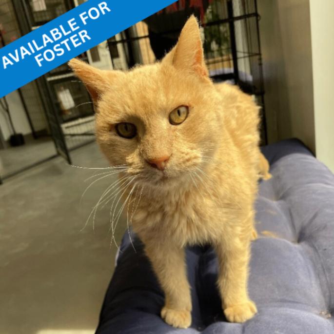Enlarge Zack, a Adoptable Domestic Short Hair in Roanoke, VA image 2/4
