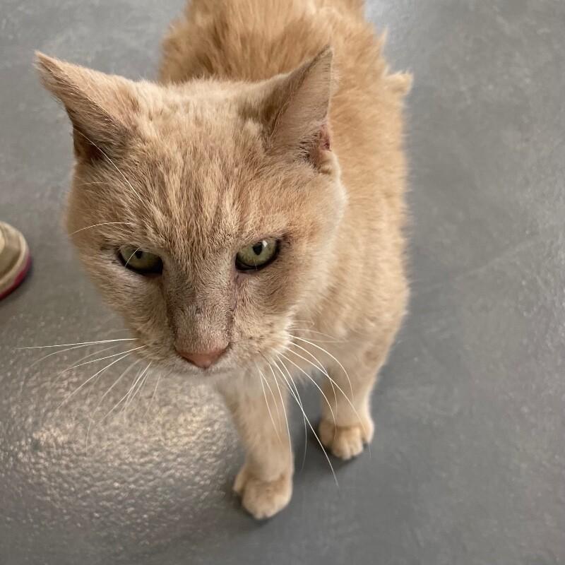 Enlarge Zack, a Adoptable Domestic Short Hair in Roanoke, VA image 3/4