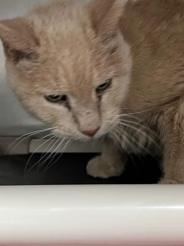 Enlarge Zack, a Adoptable Domestic Short Hair in Roanoke, VA image 4/4