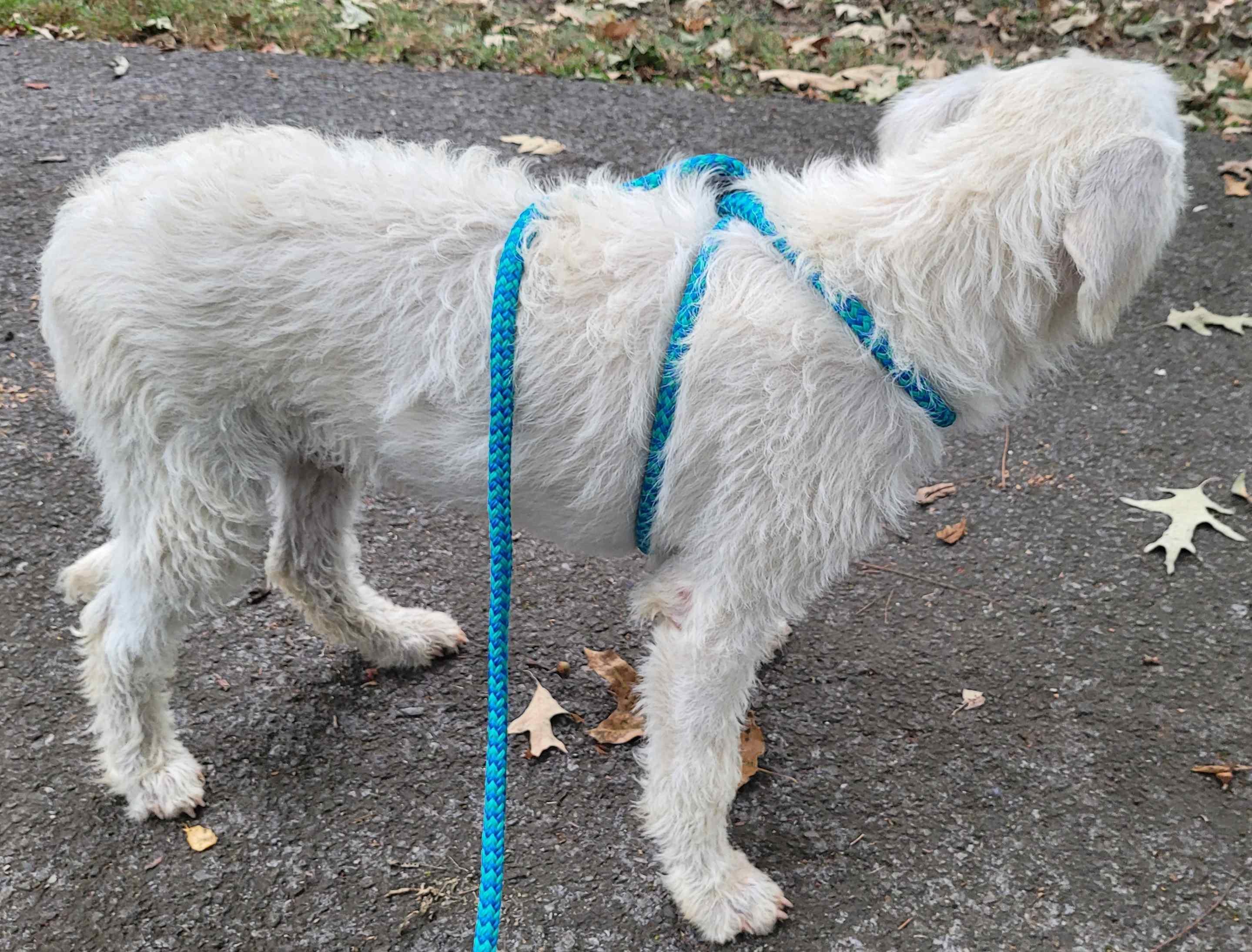 Enlarge Luca 7, a Adoptable mixed breed in Killingworth, CT image 4/6