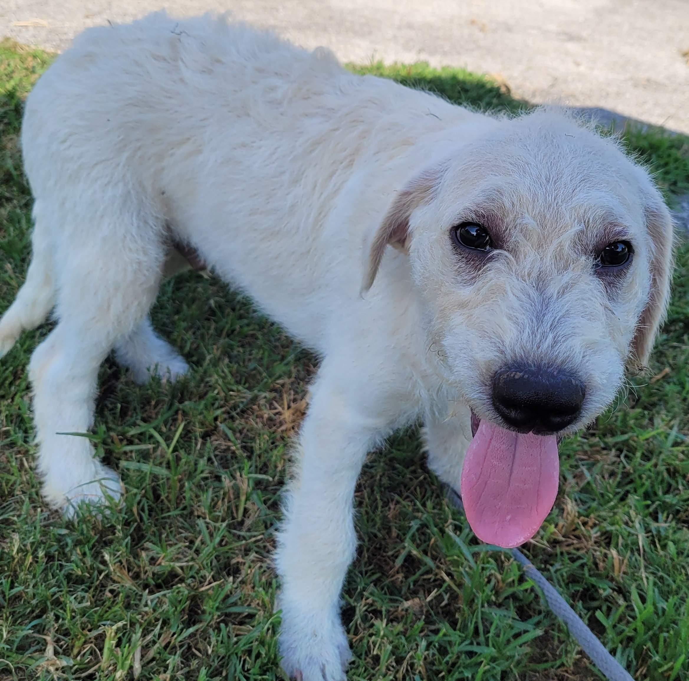 Enlarge Luca 7, a Adoptable mixed breed in Killingworth, CT image 2/6