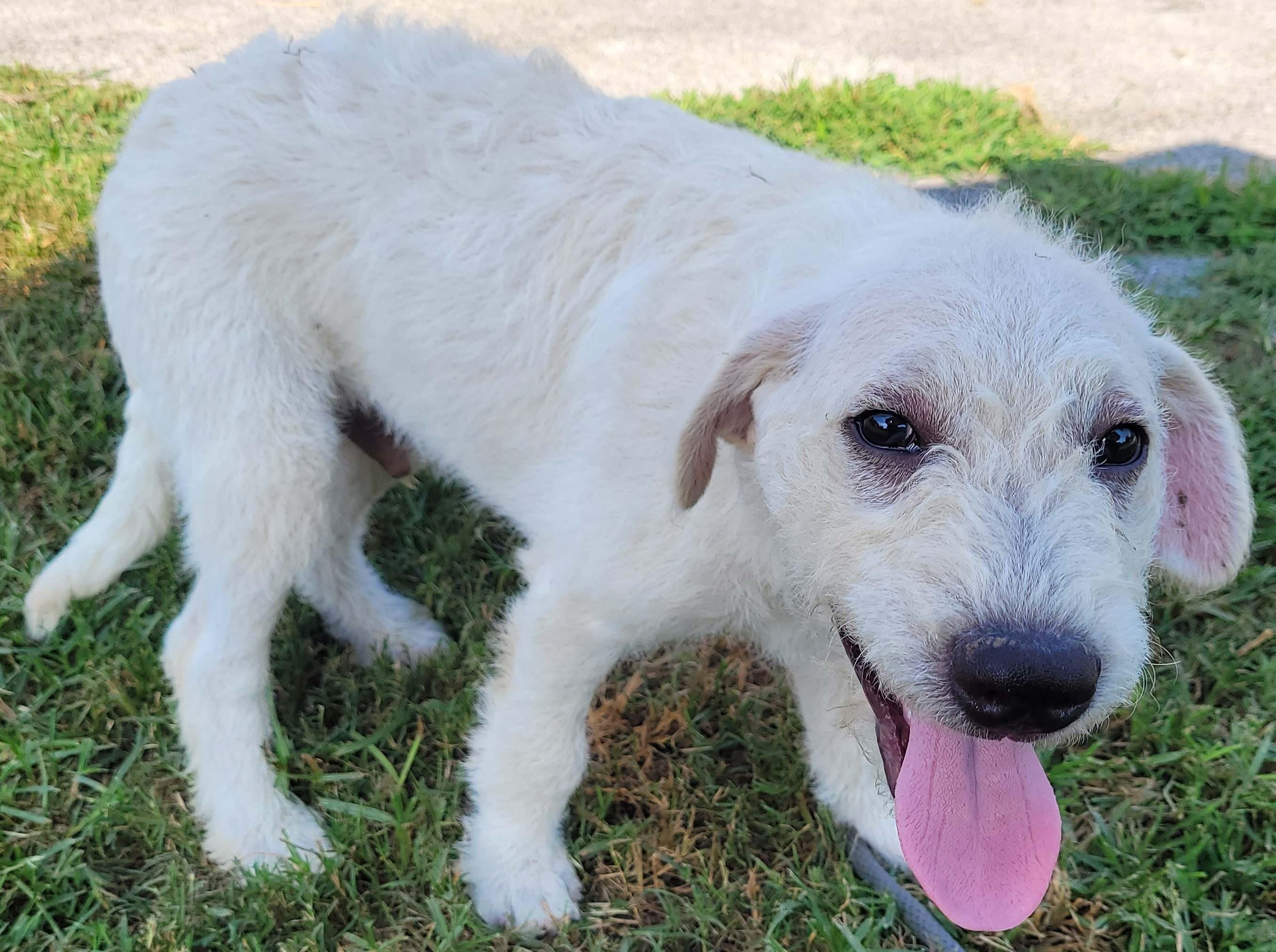 Enlarge Luca 7, a Adoptable mixed breed in Killingworth, CT image 4/6