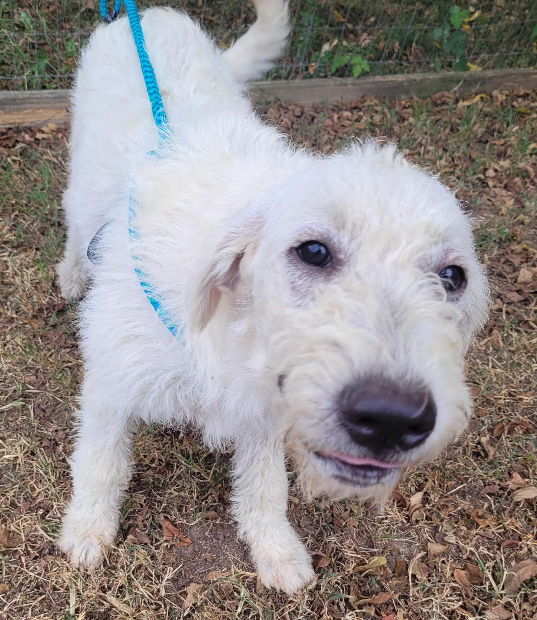 Luca 7, Adoptable, Puppy Male Labradoodle.