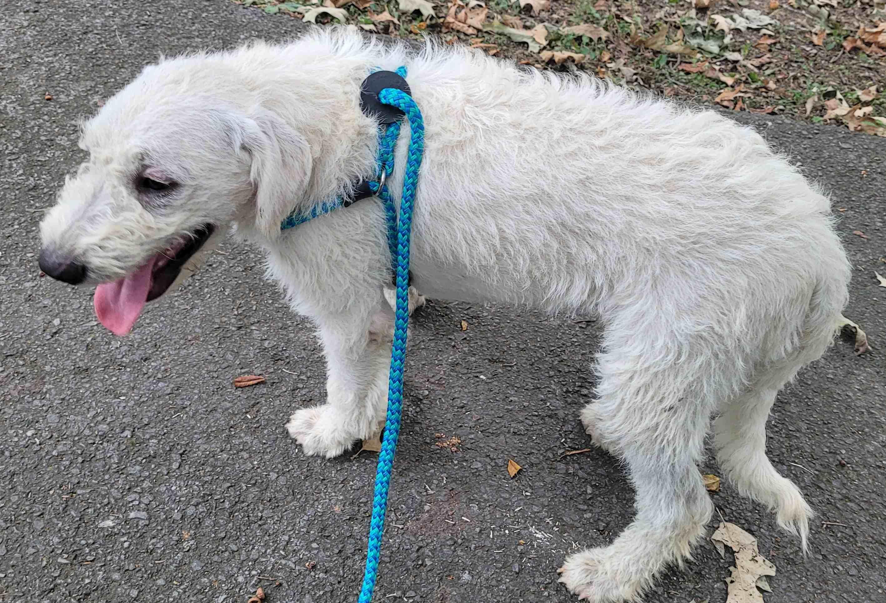 Enlarge Luca 7, a Adoptable mixed breed in Killingworth, CT image 3/6