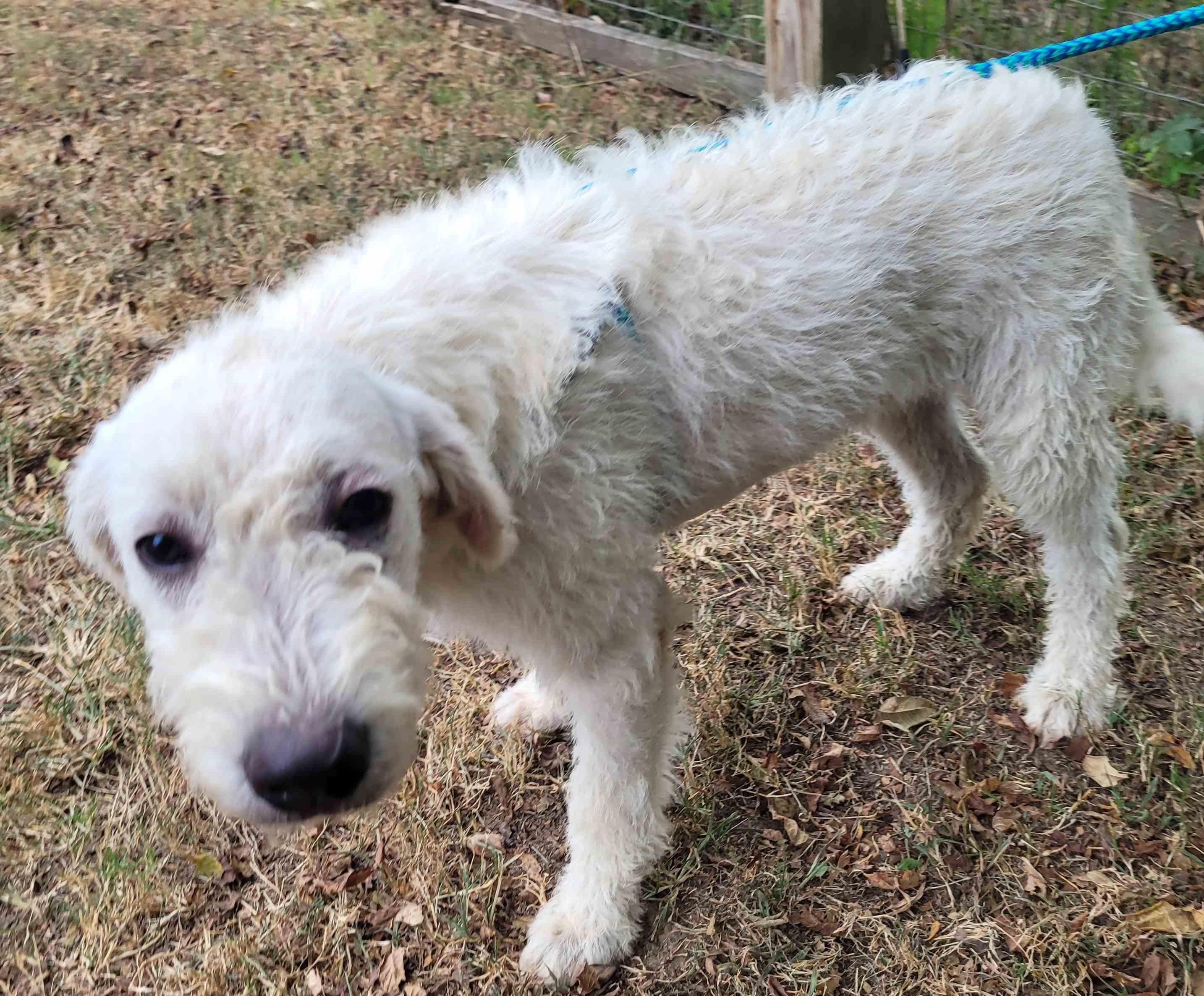 Enlarge Luca 7, a Adoptable mixed breed in Killingworth, CT image 2/6