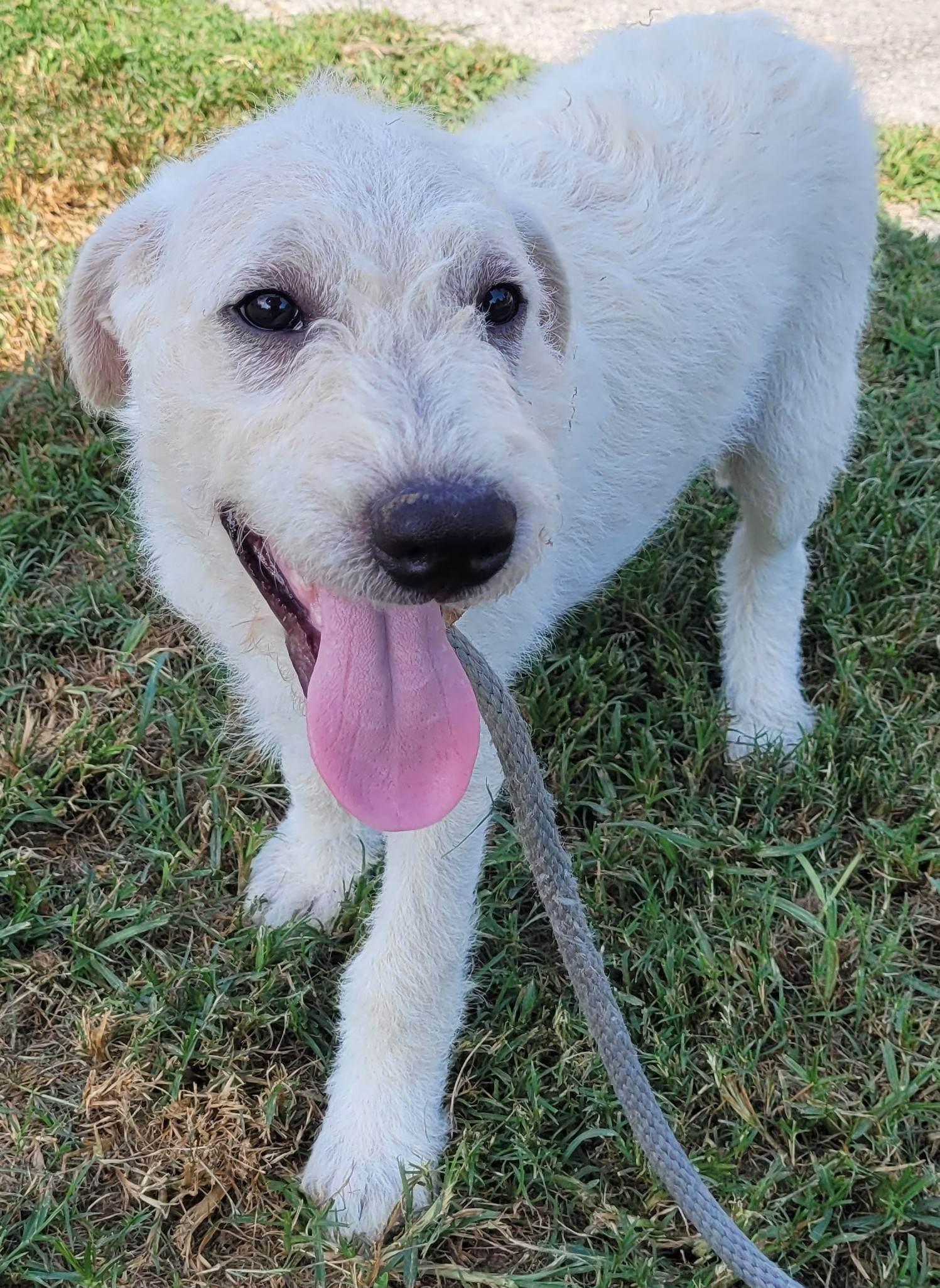 Luca 7, Adoptable, Puppy Male Labradoodle.
