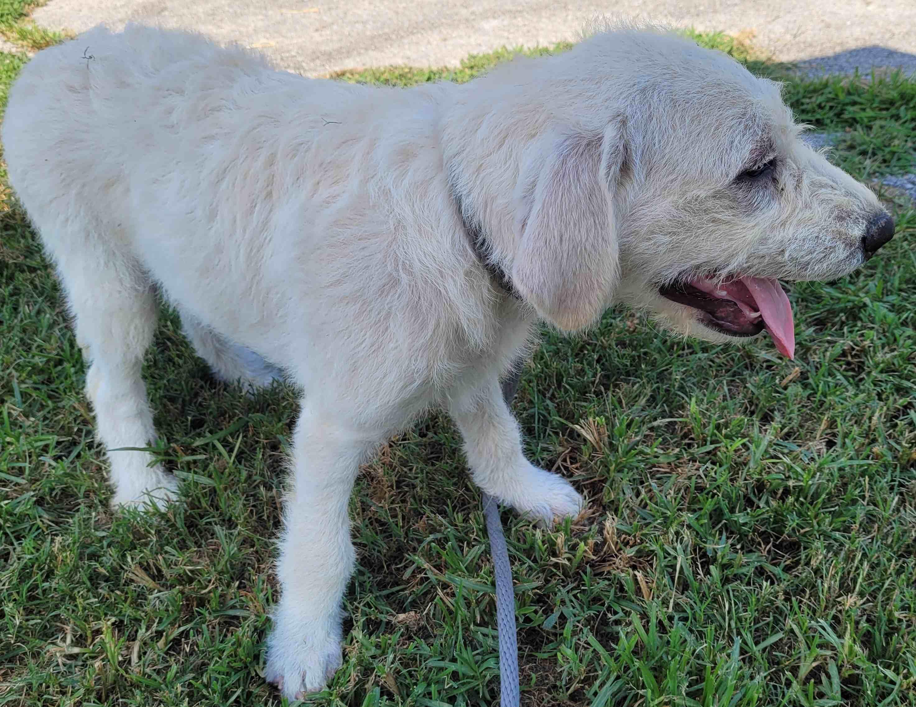 Enlarge Luca 7, a Adoptable mixed breed in Killingworth, CT image 5/6