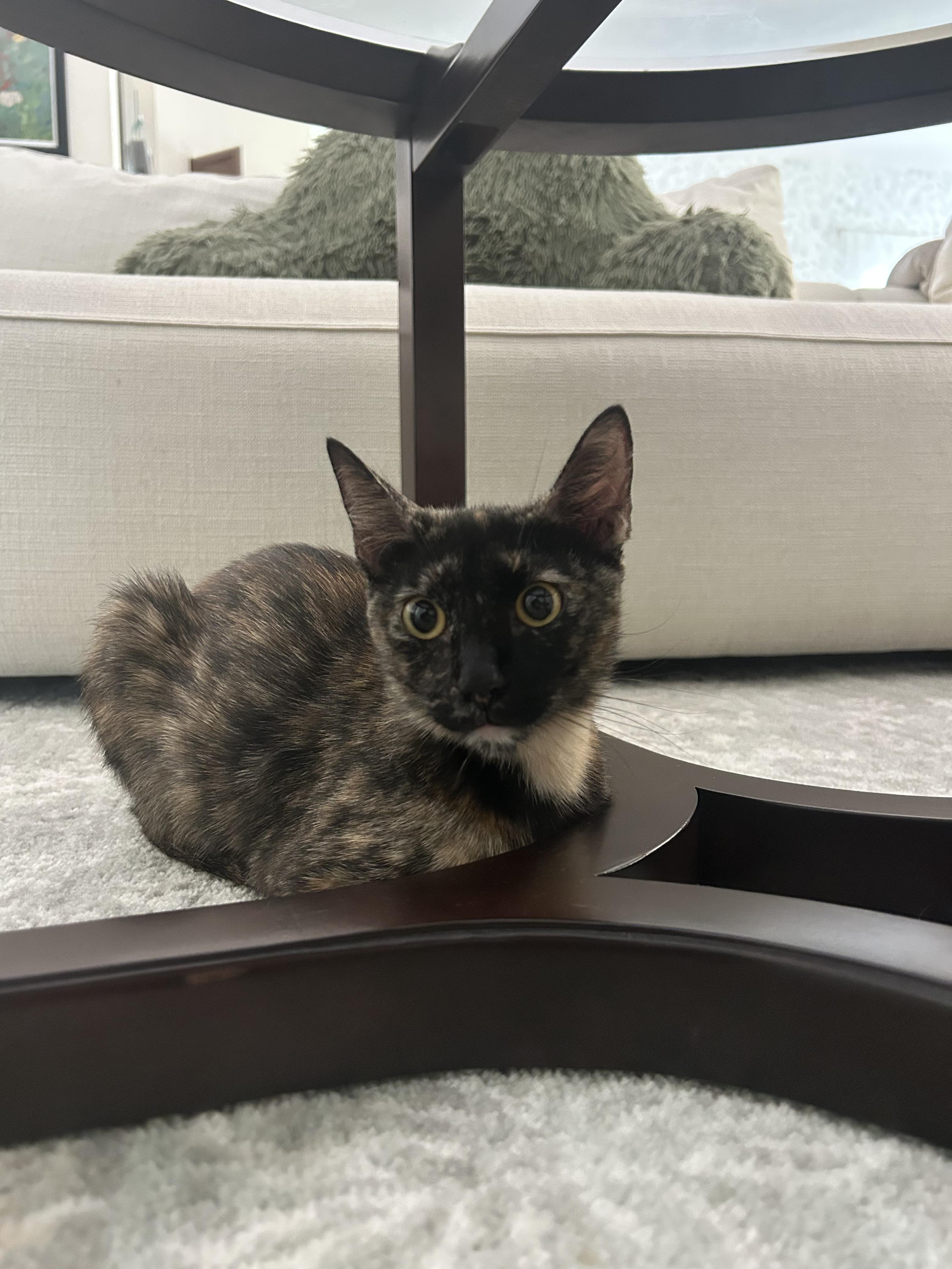 Midnight, ADOPTABLE, Young Female Domestic Short Hair.