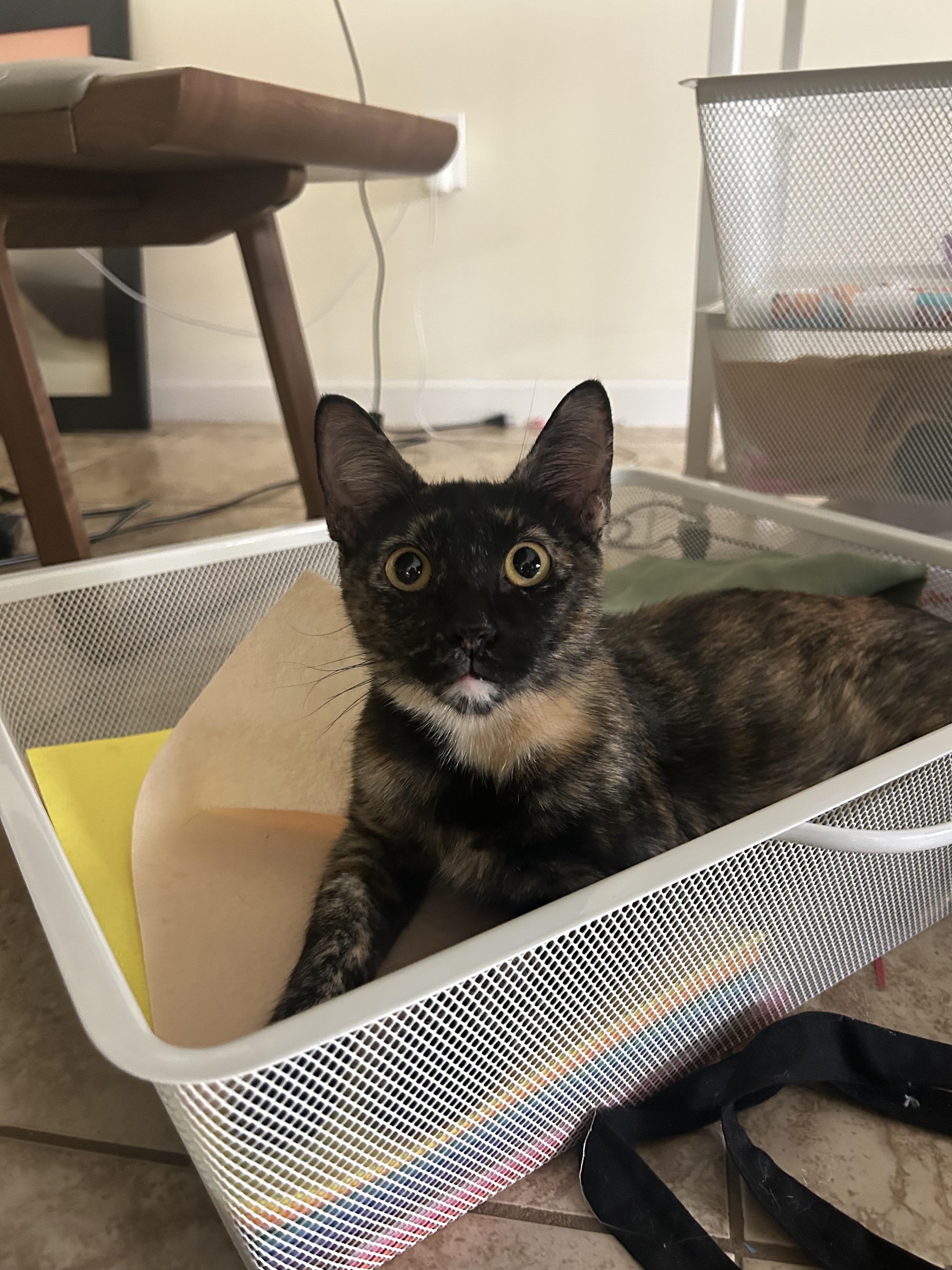 Midnight, a ADOPTABLE Domestic Short Hair in Boston, MA image 3/5