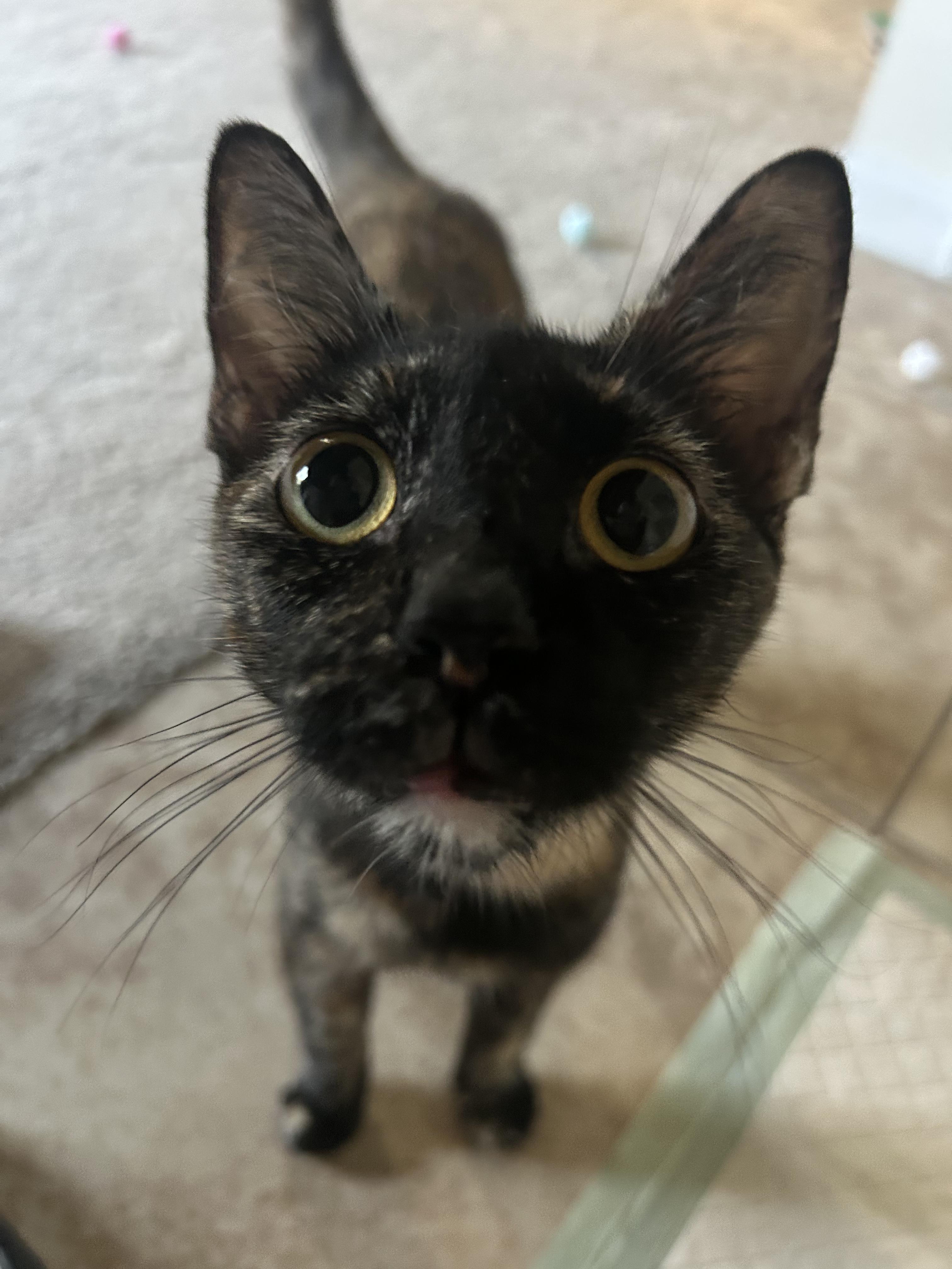 Midnight, a ADOPTABLE Domestic Short Hair in Boston, MA image 2/5