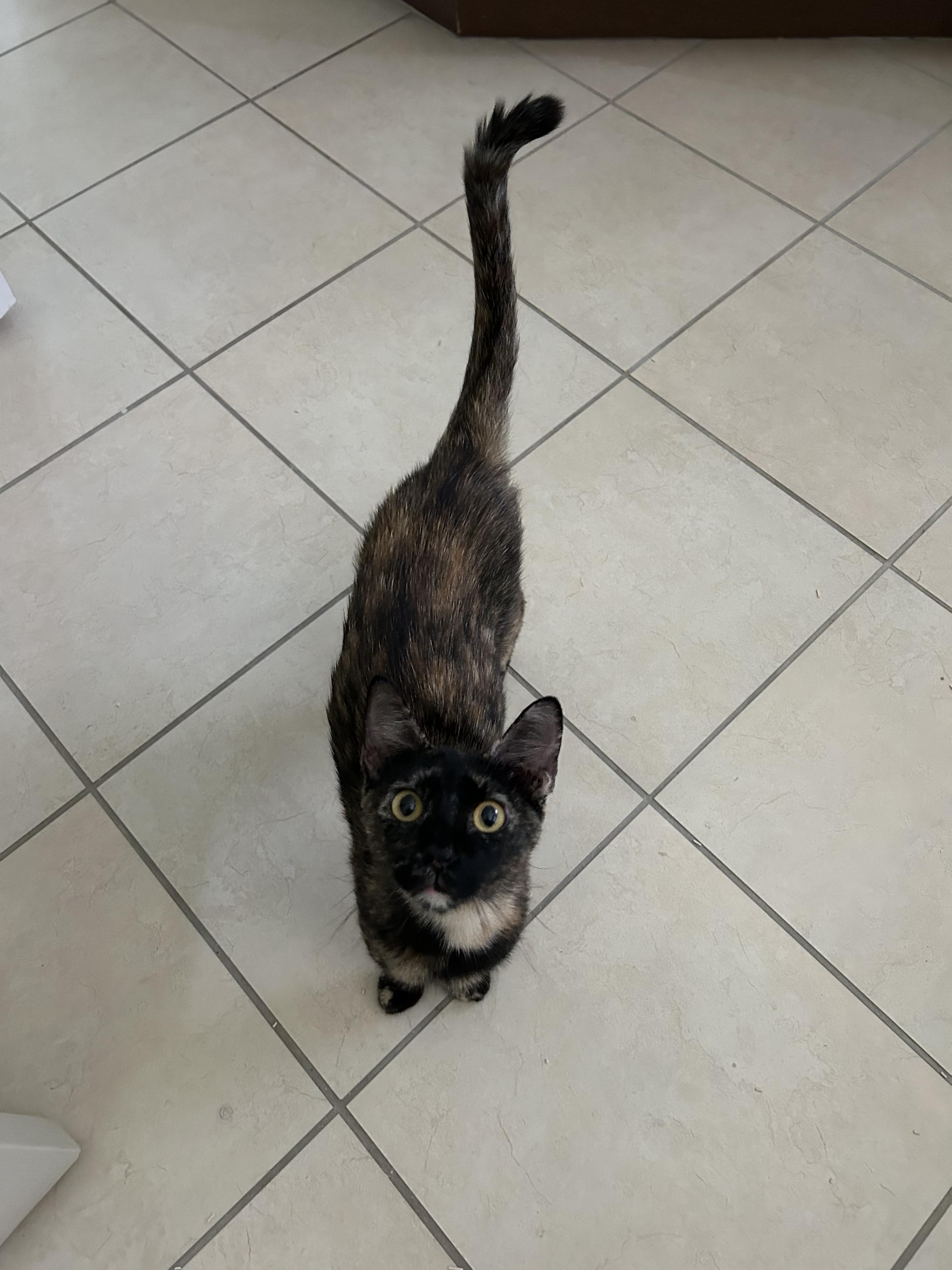 Midnight, a ADOPTABLE Domestic Short Hair in Boston, MA image 5/5