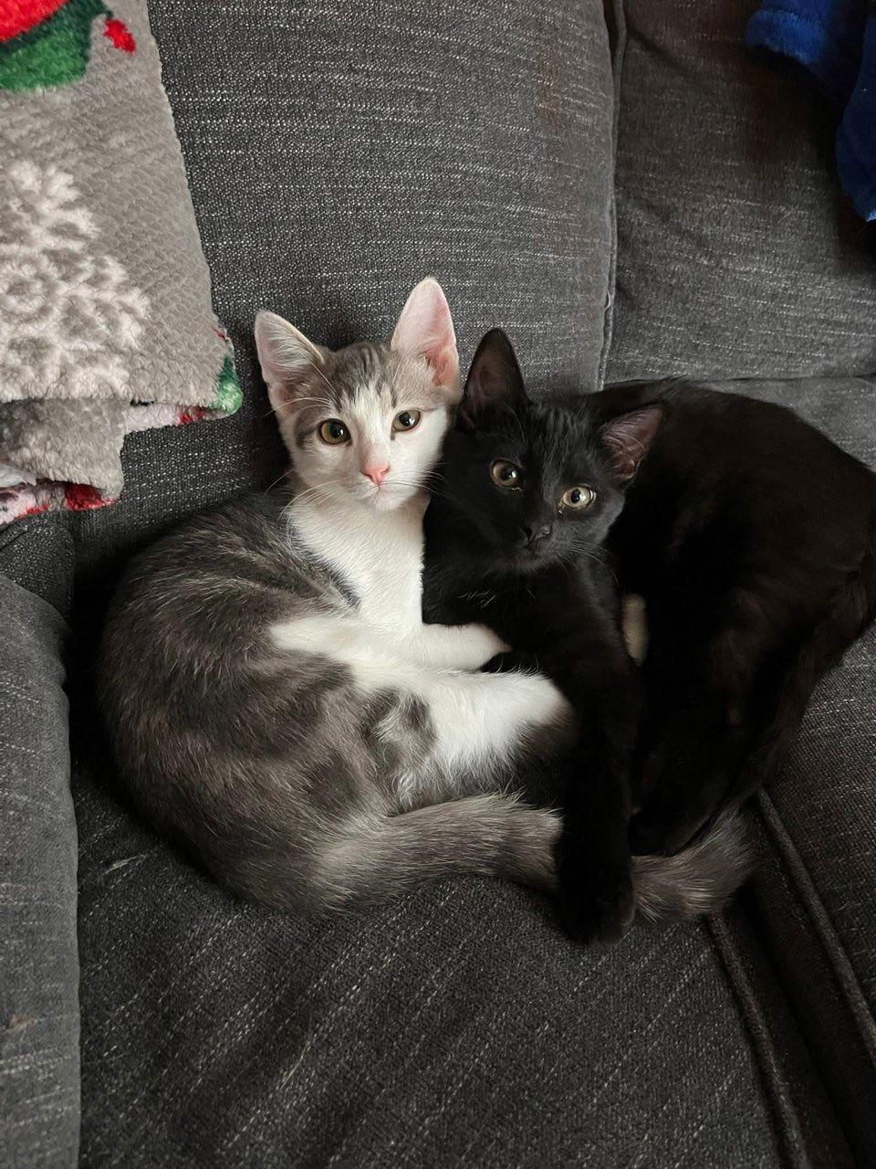 Enlarge Morticia (The Addams Family Litter), a Adoptable Domestic Short Hair in Mattoon, IL image 1/3