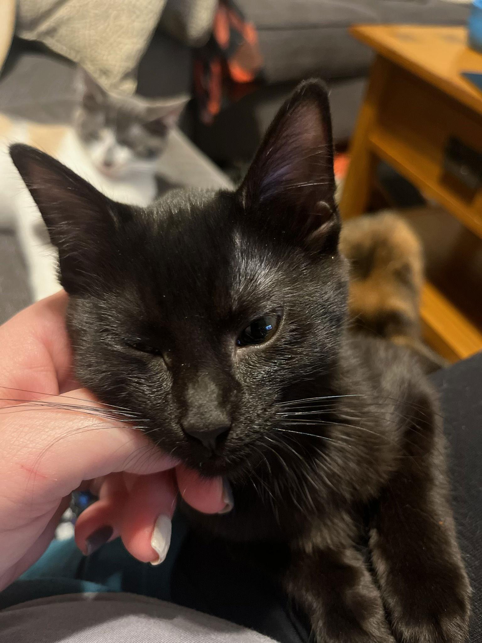 Enlarge Morticia (The Addams Family Litter), a Adoptable Domestic Short Hair in Mattoon, IL image 2/3