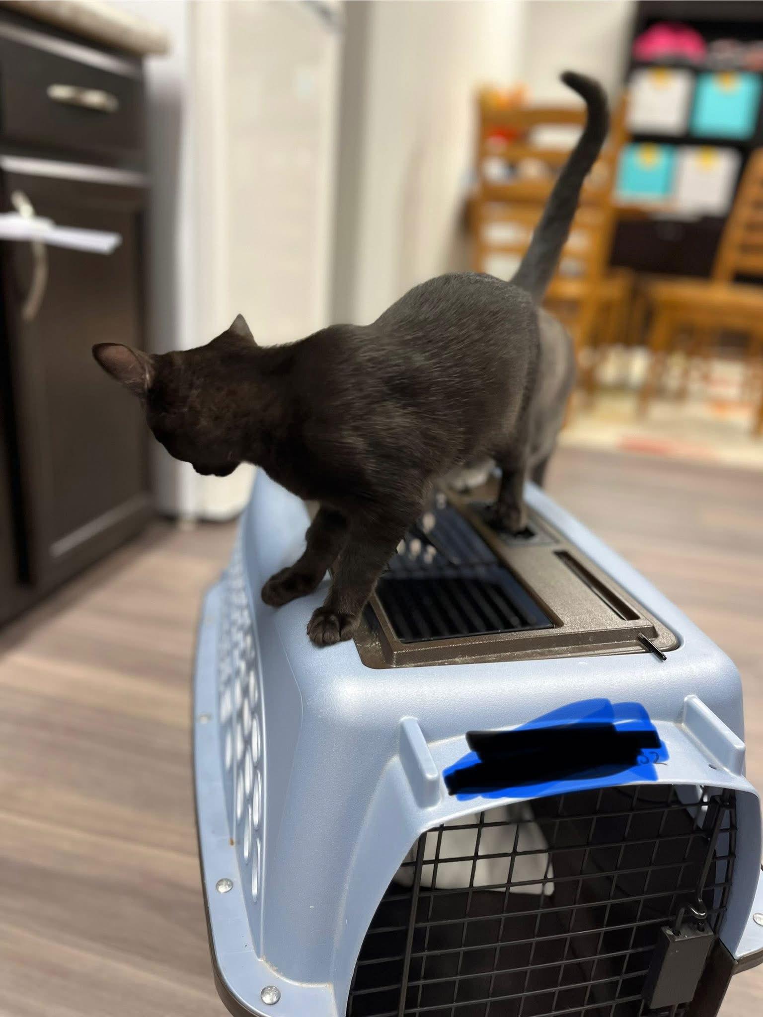 Enlarge Morticia (The Addams Family Litter), a Adoptable Domestic Short Hair in Mattoon, IL image 3/3