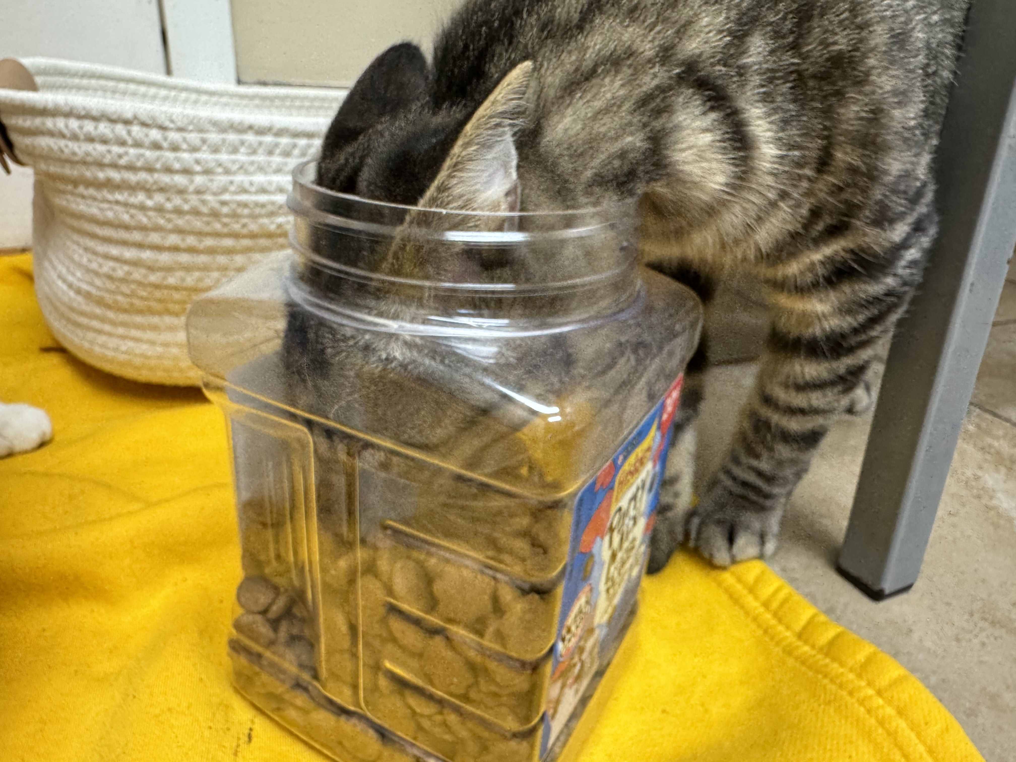 Cat for adoption Martina, a Domestic Short Hair in Mullica Hill, NJ