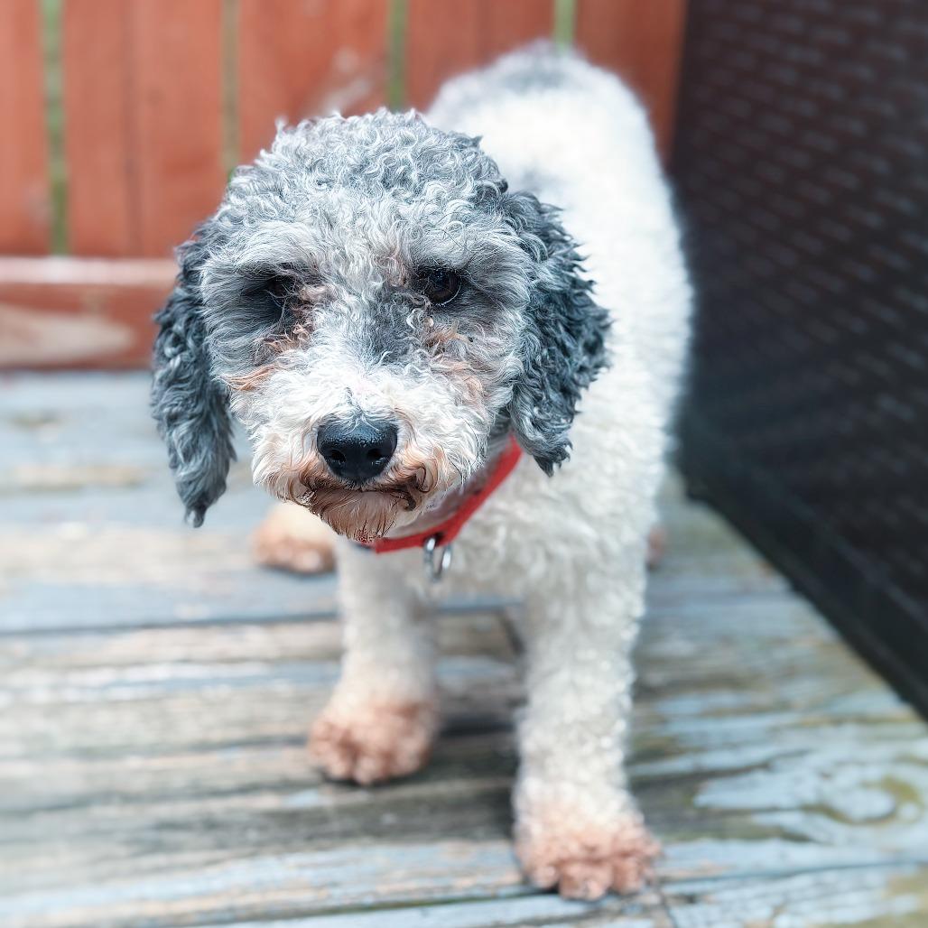 Barkley, Adoptable, Adult Male Miniature Poodle.
