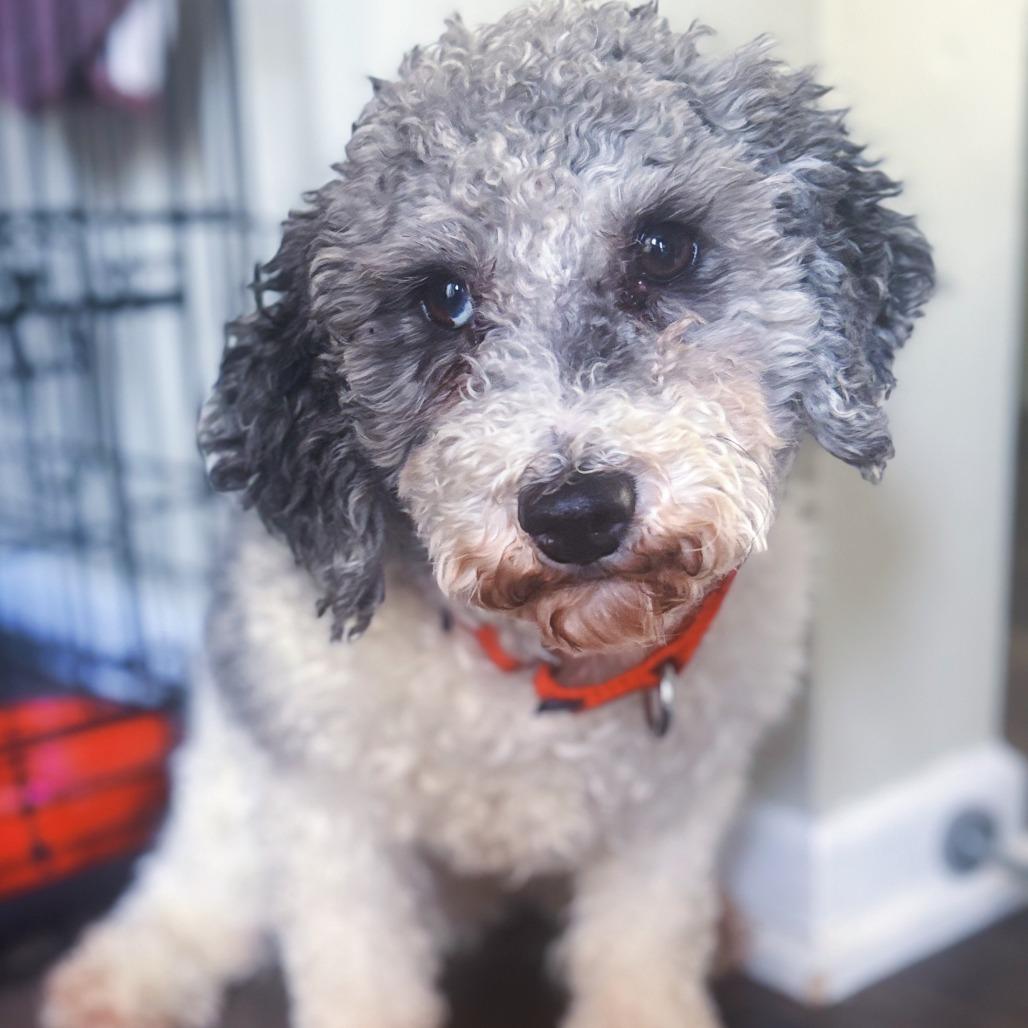 Enlarge Barkley, a Adoptable Miniature Poodle in Cincinnati, OH image 2/4