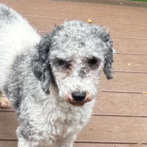 Enlarge Barkley, a Adoptable Miniature Poodle in Cincinnati, OH image 1/3